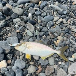 ショゴ