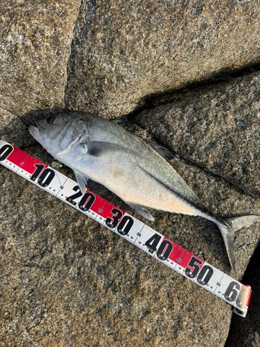 ギンガメアジの釣果