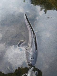 マナマズの釣果