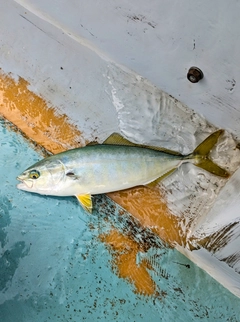 ワカシの釣果