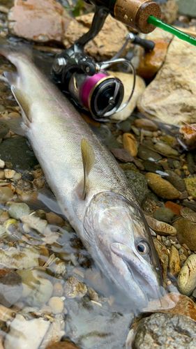 サクラマスの釣果