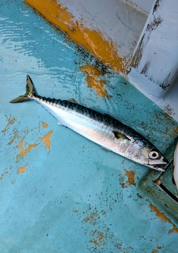 サバの釣果