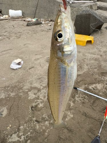 キスの釣果