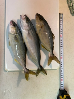 ワカシの釣果