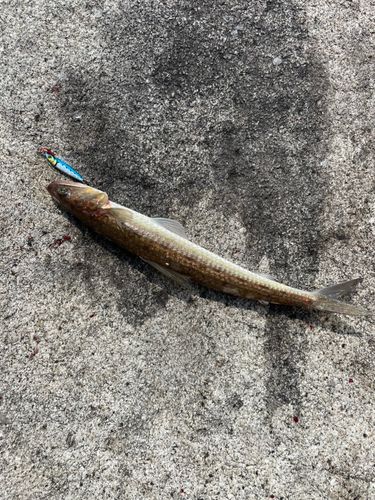エソの釣果