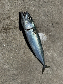 サバの釣果