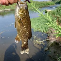 スモールマウスバス