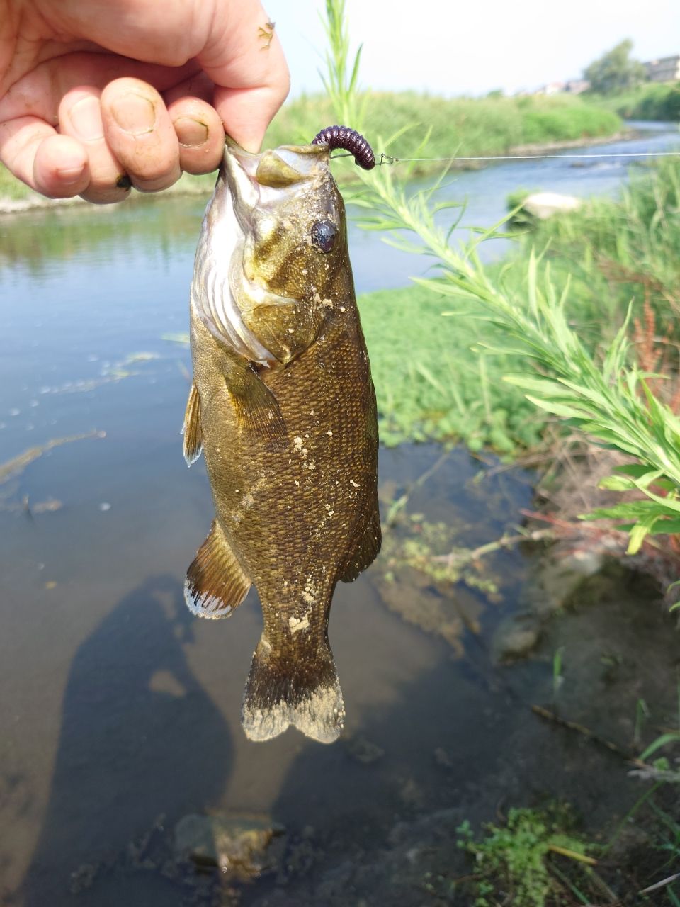 スモールマウスバス