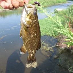 スモールマウスバス