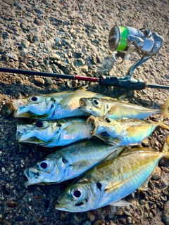 アジの釣果