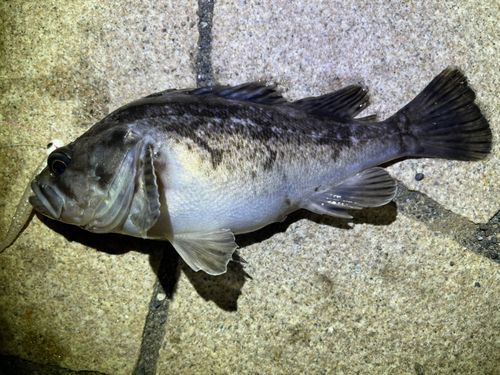 クロソイの釣果