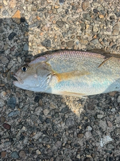 イシモチの釣果