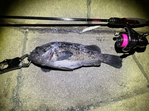 クロソイの釣果