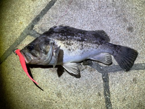 クロソイの釣果