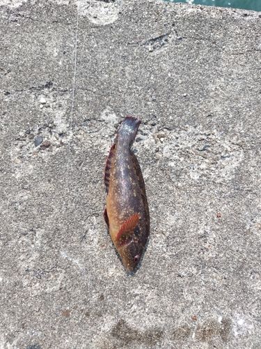 アイナメの釣果