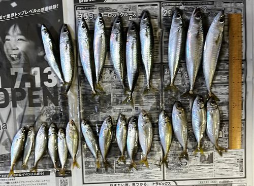 アジの釣果