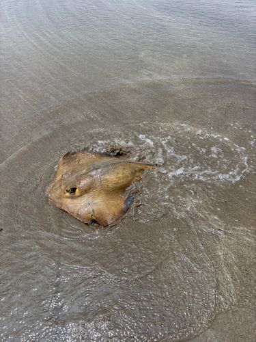 エイの釣果