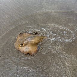 エイ