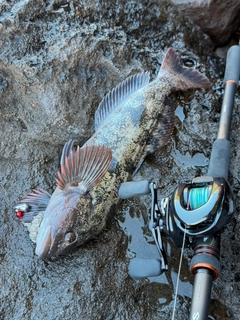 アイナメの釣果