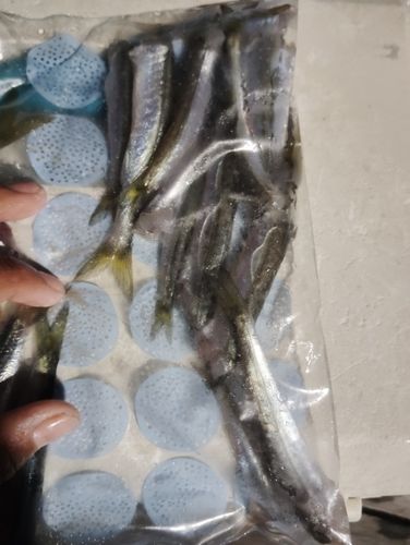 カマスの釣果