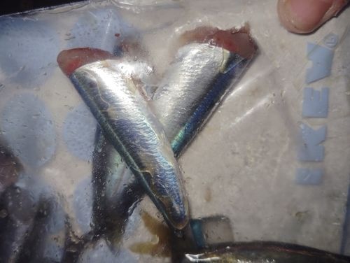 ウルメイワシの釣果