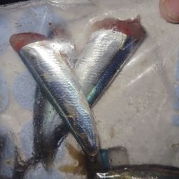 ウルメイワシ