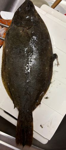 ヒラメの釣果