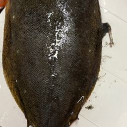 ヒラメ