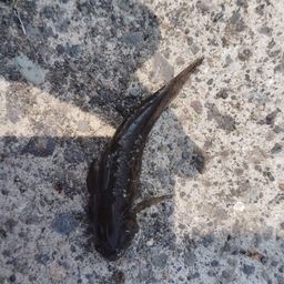 ハゼ