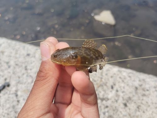 ハゼの釣果
