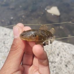 ハゼ