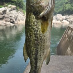 ブラックバス