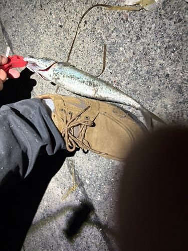サバの釣果
