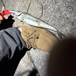 サバ