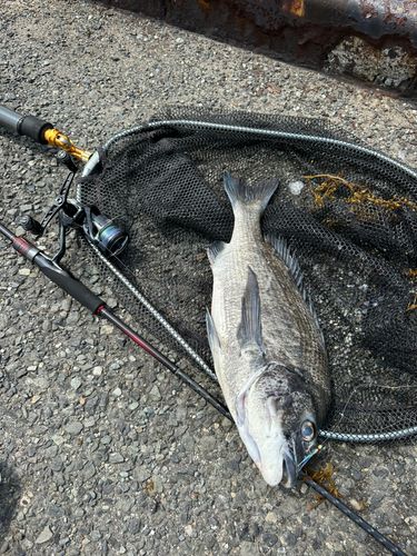 チヌの釣果