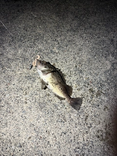 クロソイの釣果