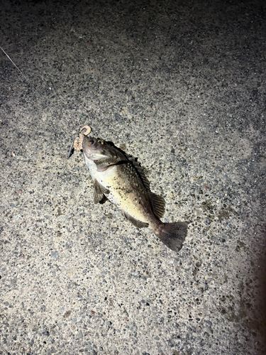 クロソイの釣果