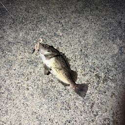クロソイ
