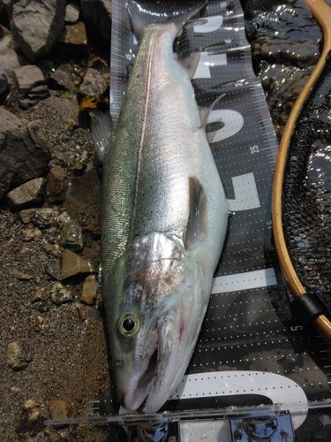 ニジマスの釣果