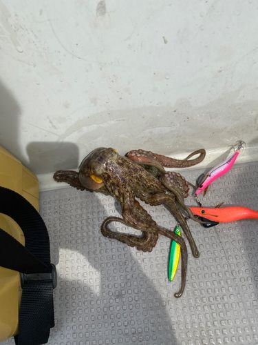 タコの釣果