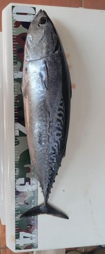 ソウダガツオの釣果