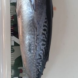 ソウダガツオ