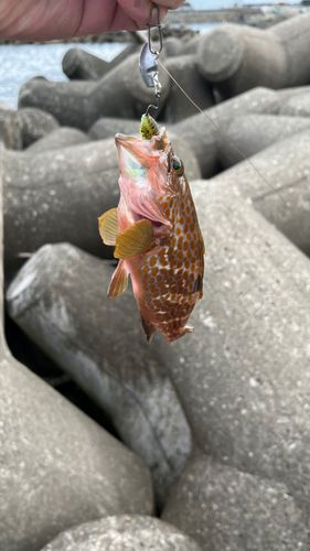 キジハタの釣果