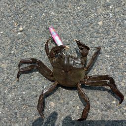 モクズガニ