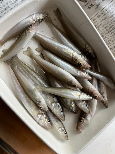 キスの釣果