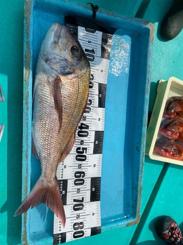 マダイの釣果