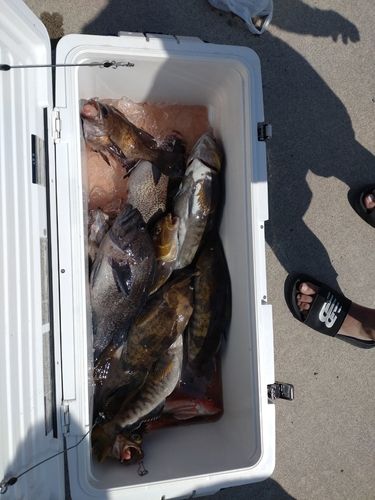 アイナメの釣果