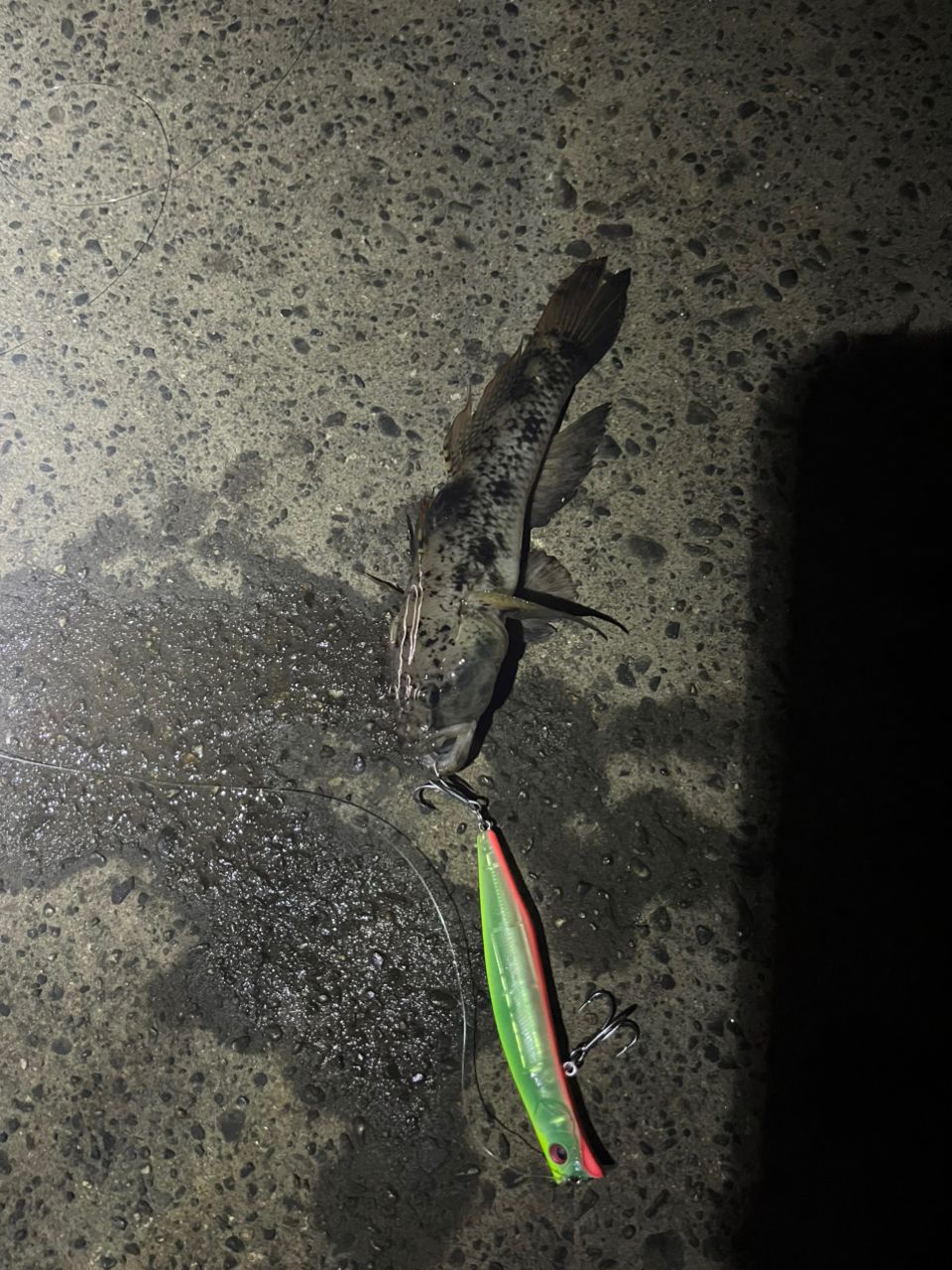 ウロハゼ