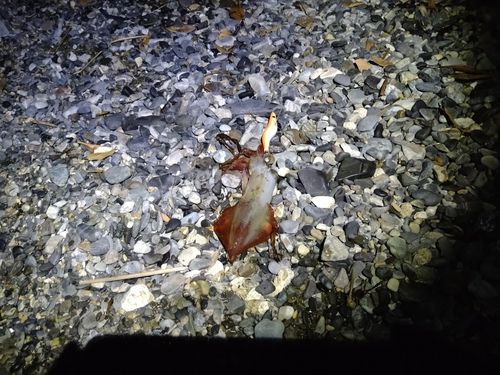 ケンサキイカの釣果