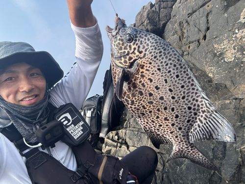 イシガキダイの釣果